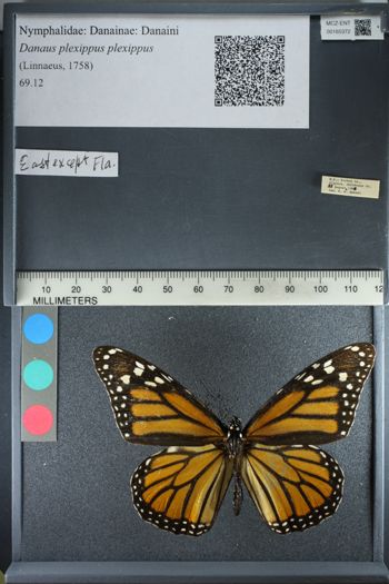 Media type: image;   Entomology 165372